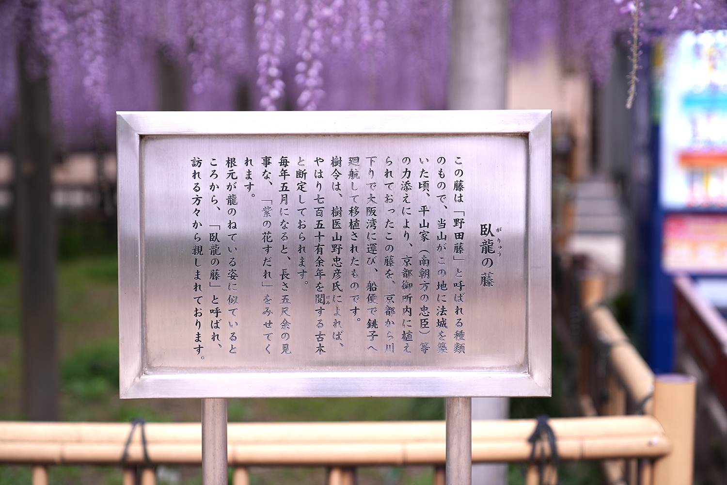 妙福寺の臥龍の藤の説明書きの写真