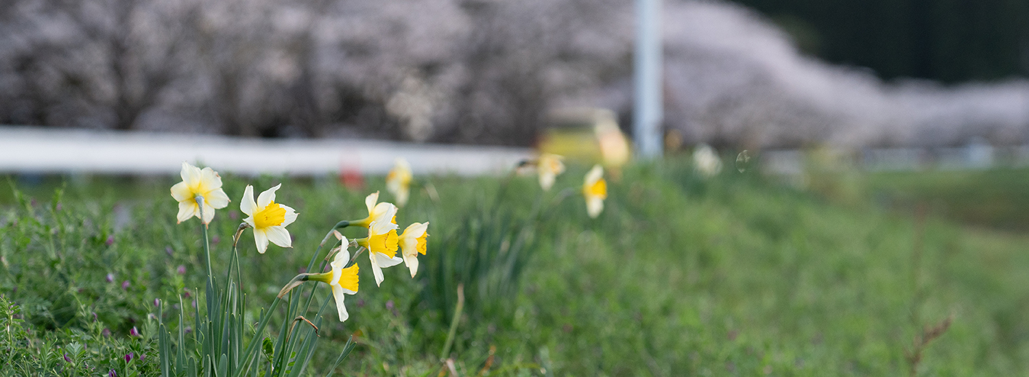 札森さくら街道の水仙と桜並木