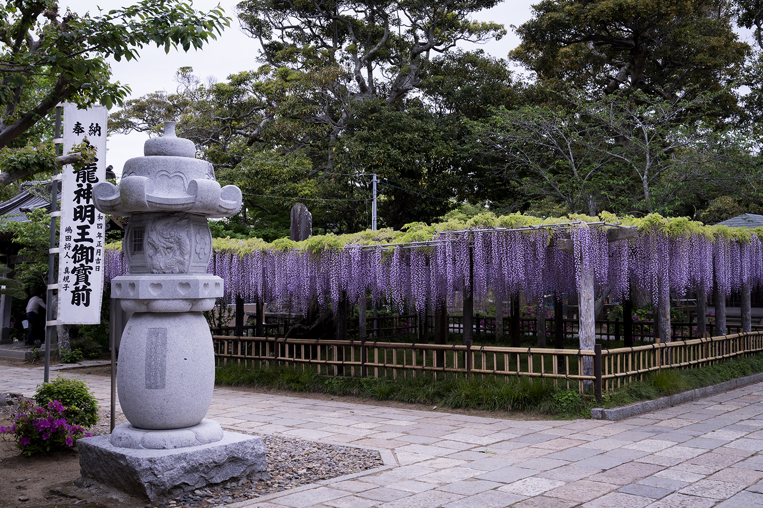 妙福寺の藤と灯篭の写真