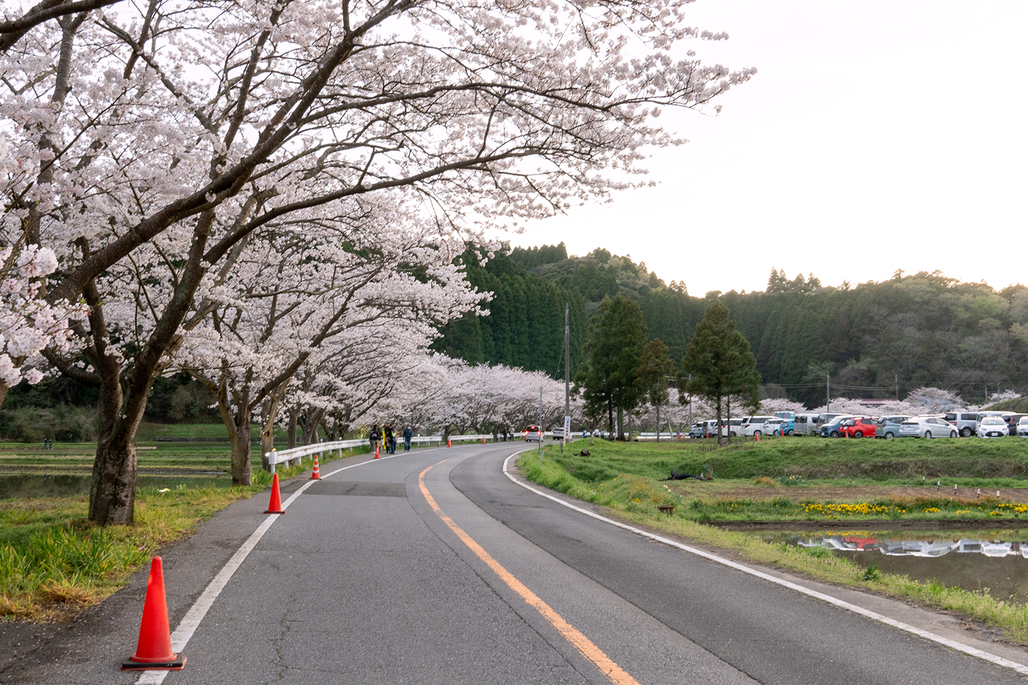 札森さくら街道_道路から見た桜並木