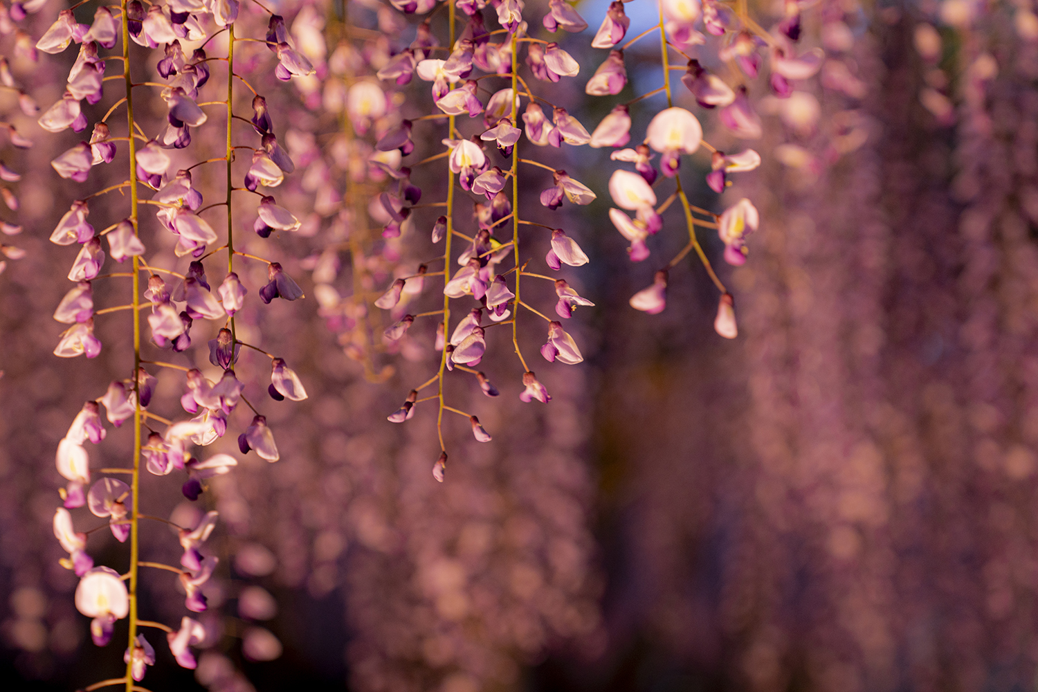 妙福寺の藤のライトアップ横撮り写真