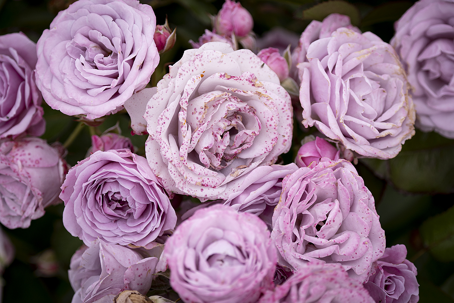 水郷佐原あやめパークの薔薇園のバラ（ピンクのバラ）