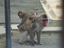 高宕山自然動物園のサムネイル画像