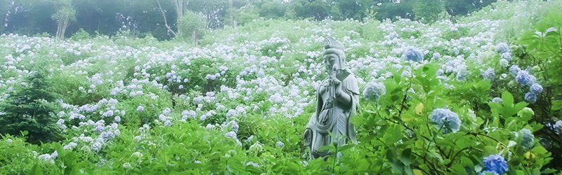 麻綿原天拝園の観音様と紫陽花の横長写真