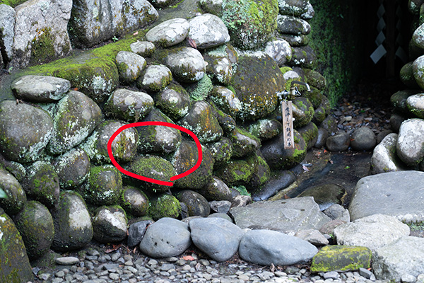 安房神社でヘビ見れた