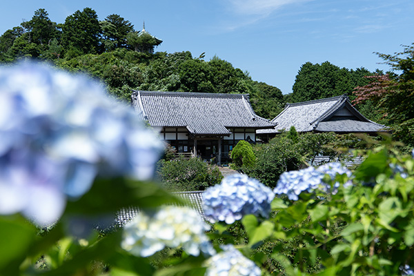 あじさいと妙法生寺の写真