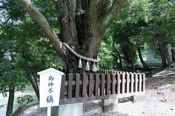 安房神社の御神木の槙の写真