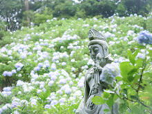 千葉県紫陽花の名所サムネイル画像