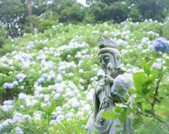 千葉県紫陽花の名所サムネイル画像